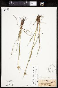 Eriophorum viridicarinatum image