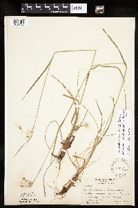 Eriophorum viridicarinatum image