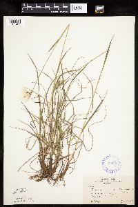 Eriophorum viridicarinatum image