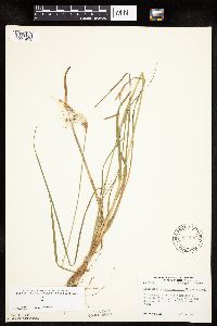 Eriophorum viridicarinatum image