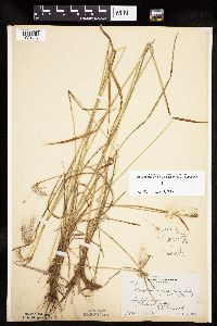 Eriophorum viridicarinatum image