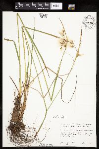 Eriophorum viridicarinatum image