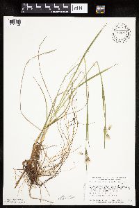 Eriophorum viridicarinatum image