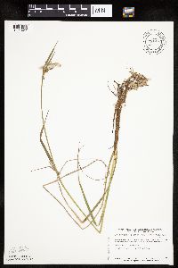 Eriophorum viridicarinatum image