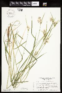 Eriophorum viridicarinatum image