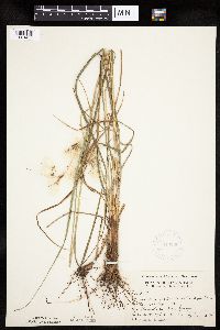 Eriophorum viridicarinatum image