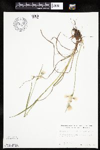 Eriophorum viridicarinatum image