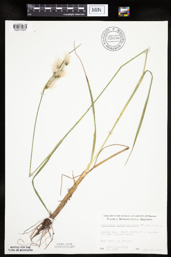 Eriophorum viridicarinatum image