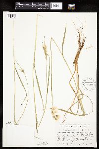 Eriophorum viridicarinatum image
