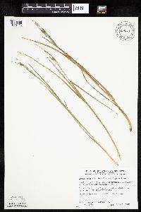 Eriophorum viridicarinatum image