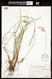 Eriophorum viridicarinatum image