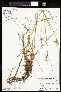 Eriophorum viridicarinatum image