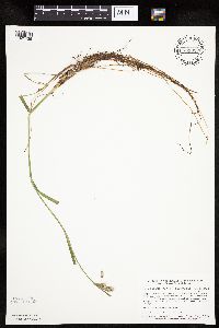 Eriophorum viridicarinatum image