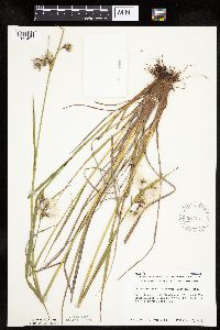 Eriophorum viridicarinatum image