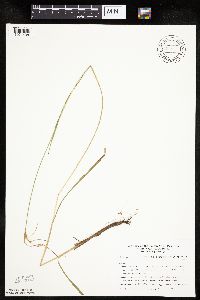 Eriophorum viridicarinatum image
