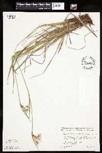 Eriophorum viridicarinatum image