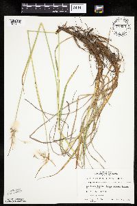 Eriophorum viridicarinatum image