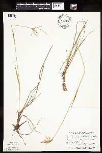 Eriophorum viridicarinatum image