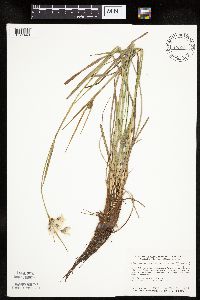 Eriophorum viridicarinatum image