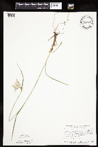 Eriophorum viridicarinatum image