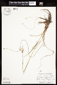 Eriophorum viridicarinatum image