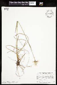 Eriophorum viridicarinatum image