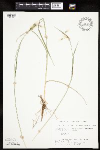 Eriophorum viridicarinatum image