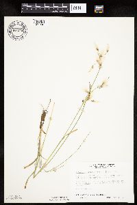 Eriophorum viridicarinatum image