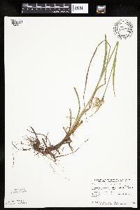 Eriophorum viridicarinatum image