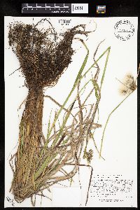 Eriophorum viridicarinatum image