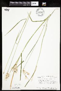 Eriophorum viridicarinatum image