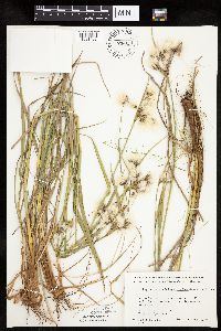 Eriophorum viridicarinatum image