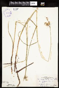 Eriophorum viridicarinatum image