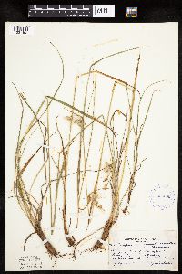 Eriophorum viridicarinatum image