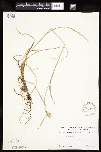 Eriophorum viridicarinatum image