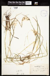 Eriophorum viridicarinatum image