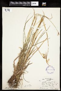 Eriophorum viridicarinatum image