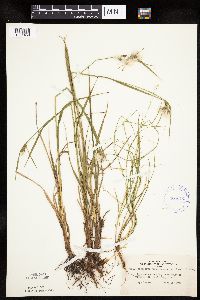 Eriophorum viridicarinatum image