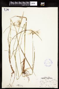 Eriophorum viridicarinatum image