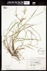 Eriophorum viridicarinatum image