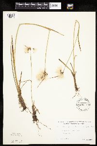 Eriophorum viridicarinatum image