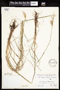 Eriophorum viridicarinatum image