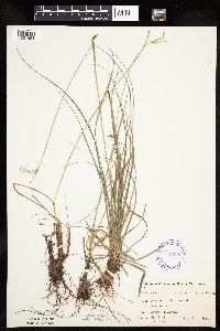 Eriophorum viridicarinatum image