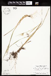 Eriophorum viridicarinatum image