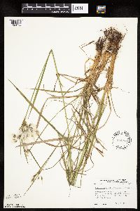 Eriophorum viridicarinatum image