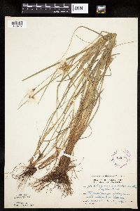 Eriophorum viridicarinatum image