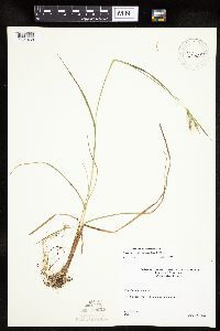 Eriophorum viridicarinatum image