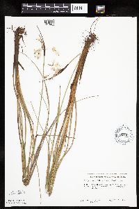 Eriophorum viridicarinatum image