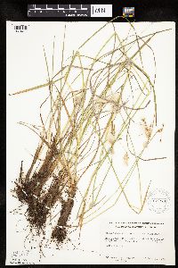 Eriophorum viridicarinatum image