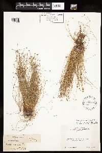 Isolepis cernua image